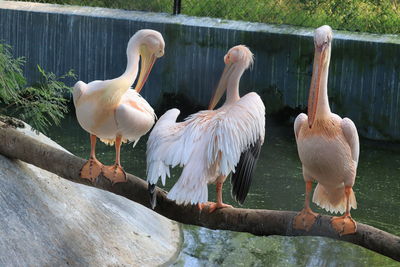 Birds perching on a lake