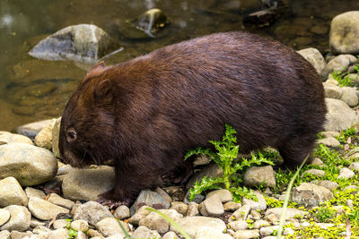 Close-up of wombat walking at lakeshore