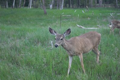 Deer in a field