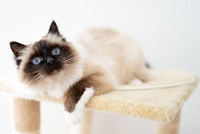 Portrait of cat against white background