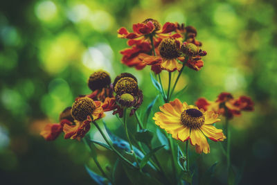 Close-up of yellow flowering plant
