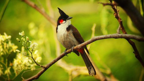 Close-up of bird perching on branch