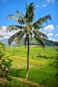 Palm trees on field against sky