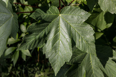 Close-up of wet leaves