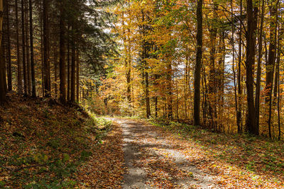 Trees growing in forest during autumn