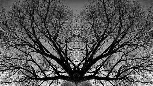 Low angle view of bare trees against sky