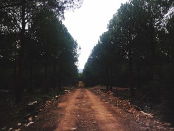 Trees in forest against clear sky