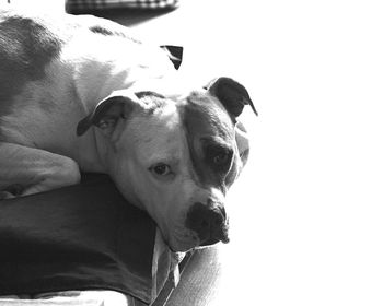 Close-up portrait of dog