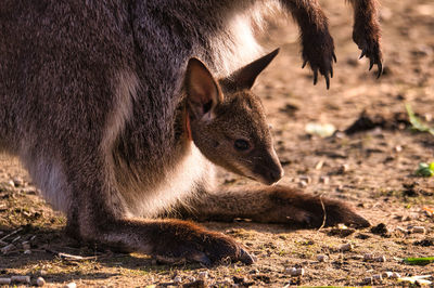 Close up of a young kangaroo baby looking out of mums pouch