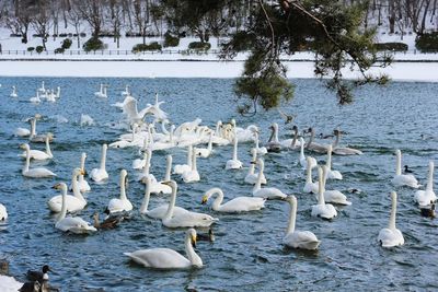 Swans swimming in lake