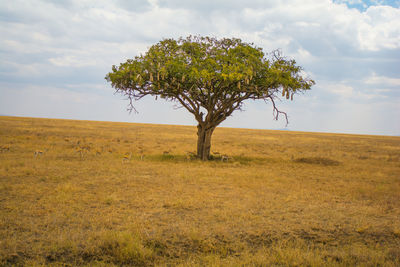 Tree on landscape against sky