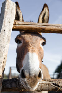 Close-up portrait of a horse