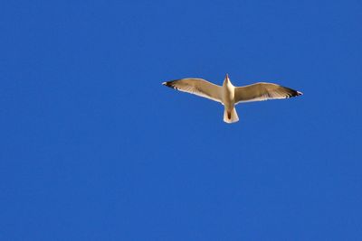 Low angle view of seagull flying in sky