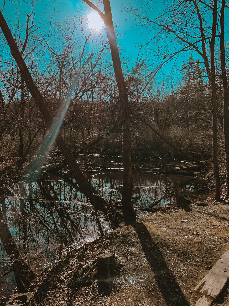 BARE TREES IN FOREST