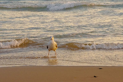 Seagull perching on a beach