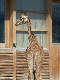 Giraffe standing against wooden built structure