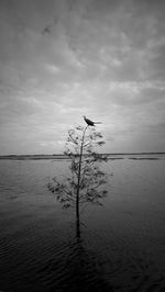 View of bird on beach against sky