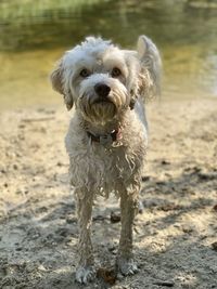 Portrait of a wet dog