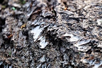 Full frame shot of tree trunk