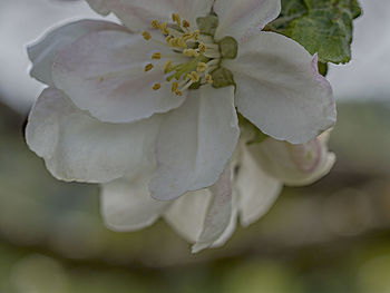 Close-up of white rose flower