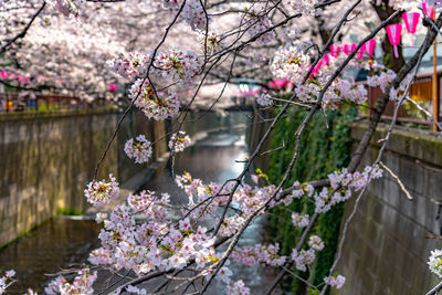 Cherry blossom season in tokyo at meguro river, river sakura festival