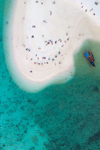 High angle view of jellyfish swimming in sea