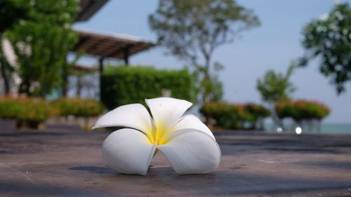 Close-up of white flower on tree