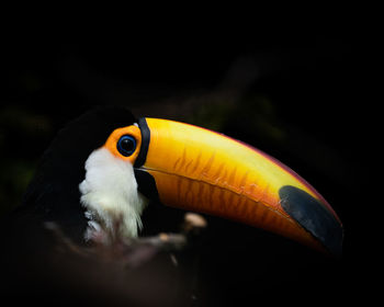 Close-up of a bird