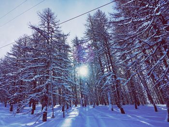 Trees on snow covered landscape