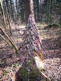 Pine tree in forest