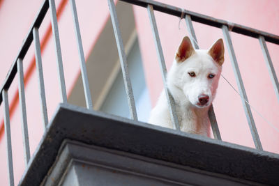 Close-up of dog