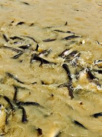 High angle view of crab