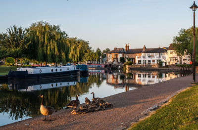 View of river with geese and buildings against sky