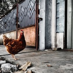 Rooster on stone wall