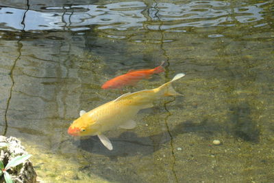 High angle view of koi fish in water