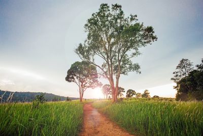 Tree on field against sky