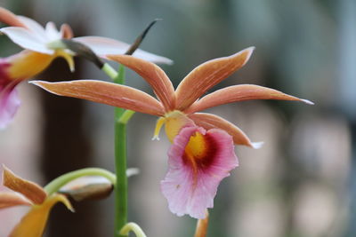 Close-up of flowers blooming outdoors