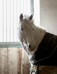 Close-up of horse