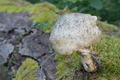 Close-up of mushroom growing on rock