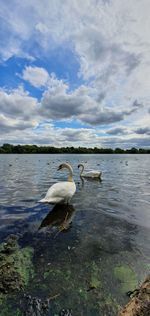 Swan floating on lake