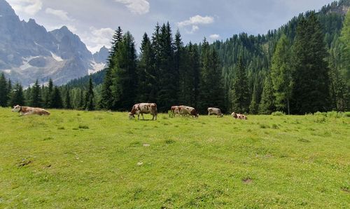 Horses in a field