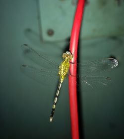 Close-up of damselfly on leaf
