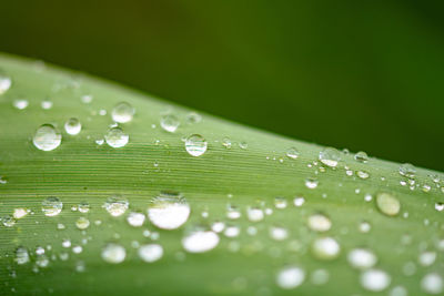 A macro image of raindrops on a green leaf after a rain shower along the mediterranean coast