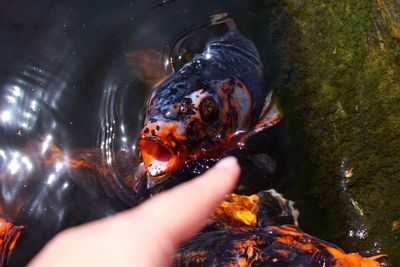 Cropped image of finger over koi carps swimming in lake