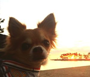 Close-up portrait of dog against sky