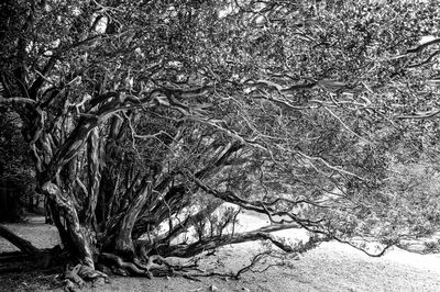 Close-up of bare tree branches
