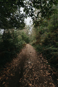 Footpath amidst trees in forest