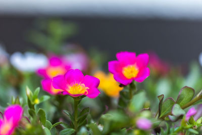 Close-up of pink flowers blooming outdoors