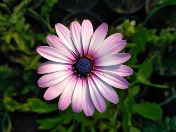 Close-up of pink flower blooming outdoors