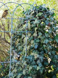 High angle view of leaves on ground